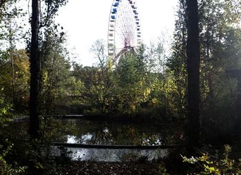 Reflection of trees in water