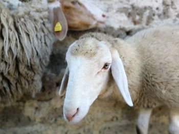 Close-up of white sheep