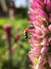 Close-up of bee on pink flower