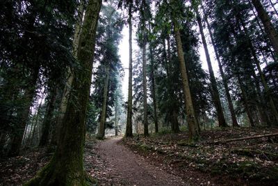 Road amidst trees in forest