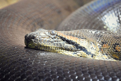 Close-up of lizard in zoo