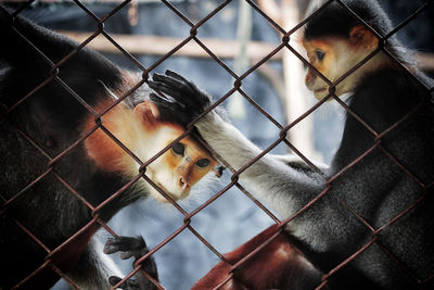 Portrait of monkey in cage at zoo