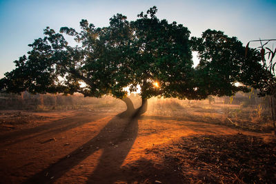 View of a tree in front of the rising sun in remote africa with sun ray passing through 