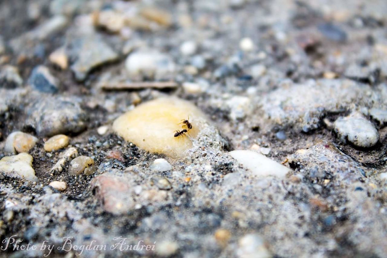 CLOSE-UP OF LIZARD ON ROCK