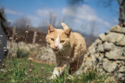 Cat in a field