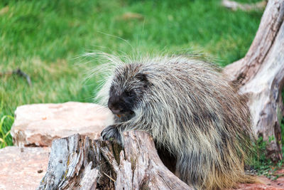 Close-up of porcupine by tree stump