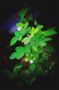 Close-up of plant