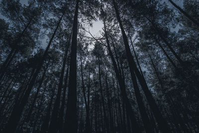 Low angle view of bamboo trees in forest