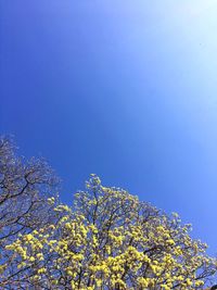 Low angle view of flowers against blue sky