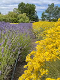 Close-up of yellow flowering plants on field