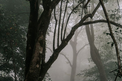 Silhouette trees in forest