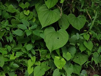 High angle view of green leaves on plant