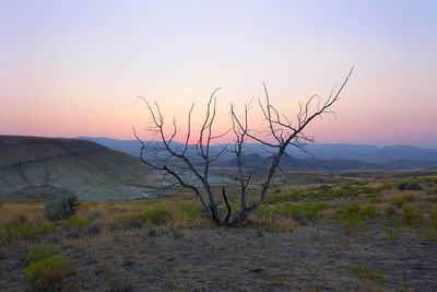 Bare tree on field against sky during sunset