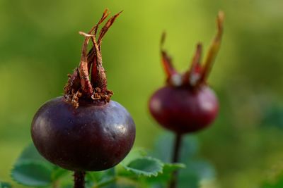 Close-up of fruit growing on plant