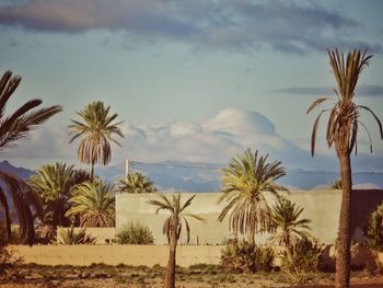 Palm trees on desert against sky