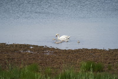 Bird flying over the lake