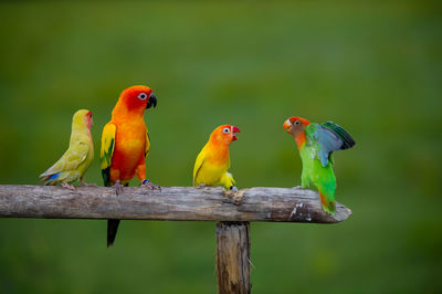 Close-up of parrot perching on wood