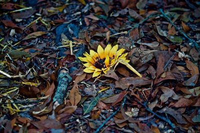 Close-up of yellow flowers on field during autumn