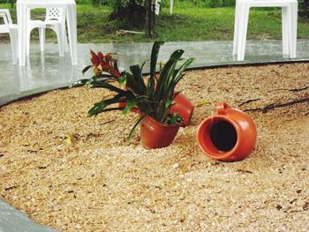 High angle view of potted plant by window