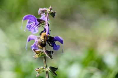 Close-up of insect on purple flower