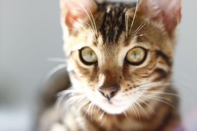 Close-up portrait of cat