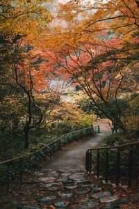 Scenic view of autumn trees against sky