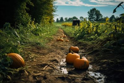 Pumpkins on field