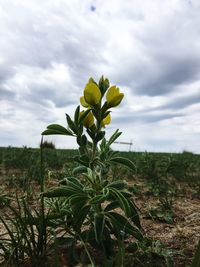 Plants growing on field against sky