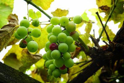 Close-up of grapes growing in vineyard