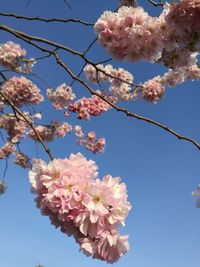 Low angle view of cherry blossoms against sky