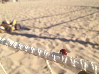 Close-up of ladybug on rope at sandy beach