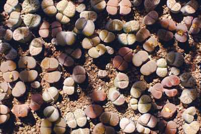 Full frame shot of stones