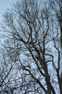 Bare tree against sky during winter