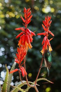 Close-up of red flowering plant