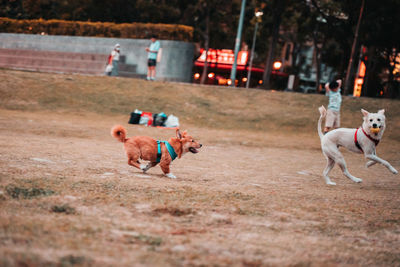 Dog running in a field