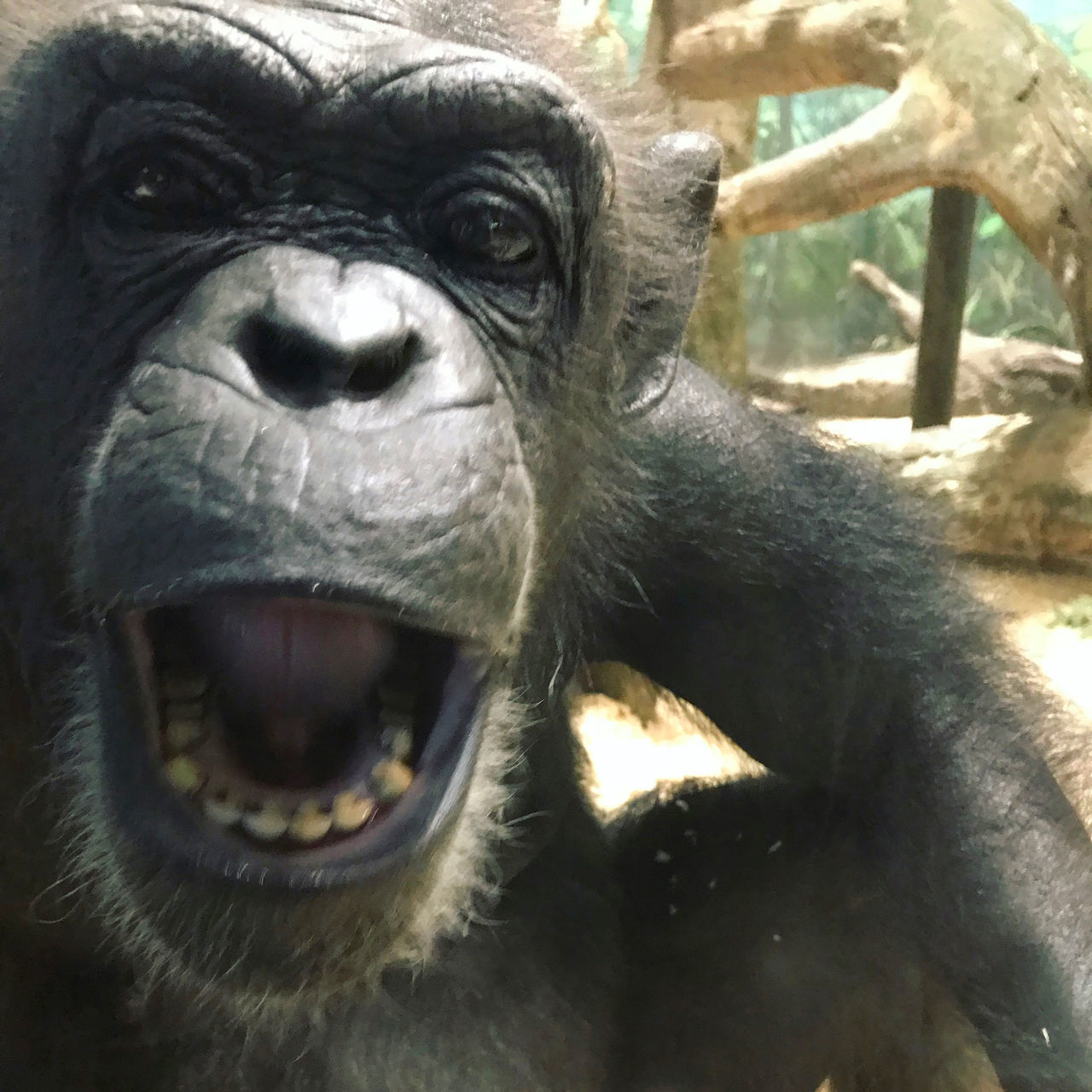 CLOSE-UP OF A MONKEY WITH ANIMAL FACE