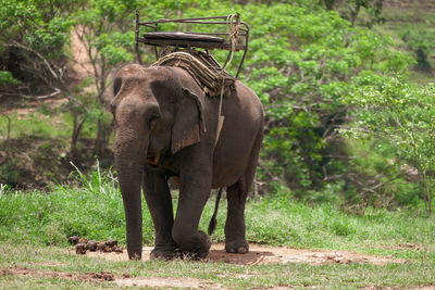 Elephant with howdah on the back ,seat on elephant back for mahout or tourists at elephants camp.