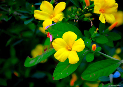 Close-up of yellow flower