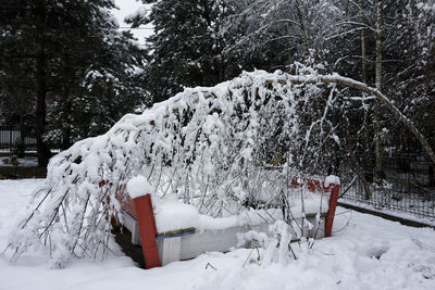 Snow covered trees in winter