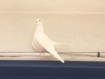 Close-up of seagull perching on wall