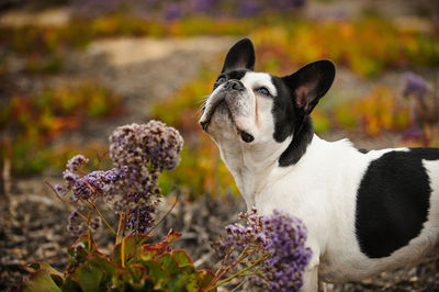 Close-up of pug by flowers