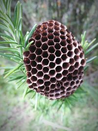 Close-up of plant