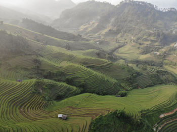 Scenic view of rice paddy field