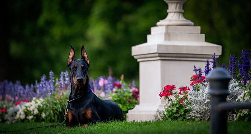 Dobermann on field