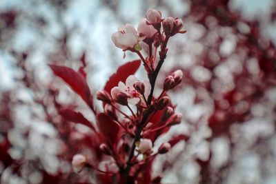 Close-up of pink cherry blossom