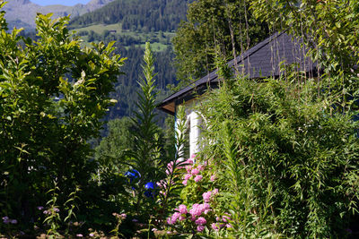 Trees and plants growing at park