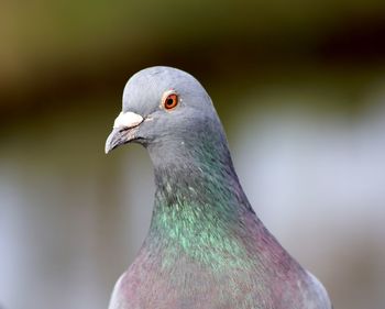 Close-up of pigeon