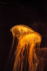 Close-up of jellyfishes swimming in sea