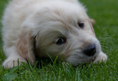 Close-up portrait of puppy on grass