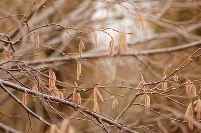 Close-up of plant